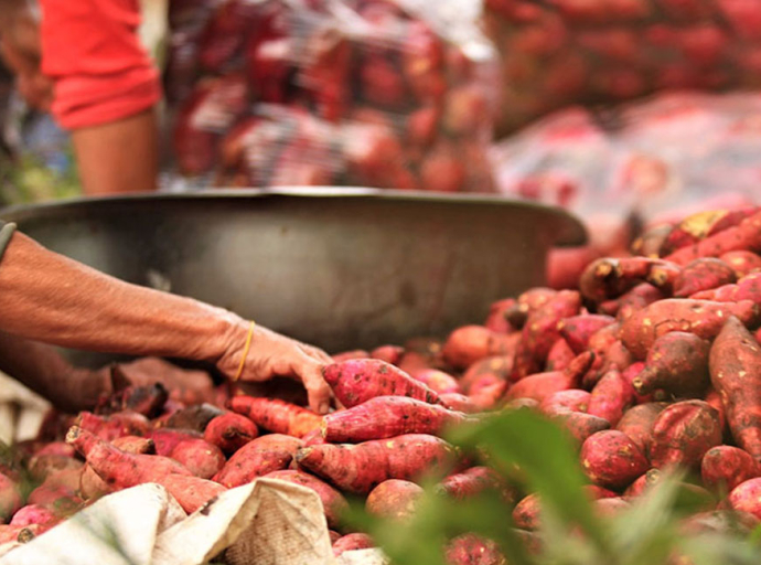 බතල මිල ලෙල්ලටම බහී - වගාව අලවී පවුල් 3000ක් අනාථයි