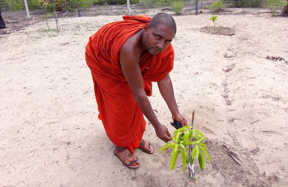 විදුලි බිල ගෙවන්න අඹ වවන හාමුදුරුවෝ