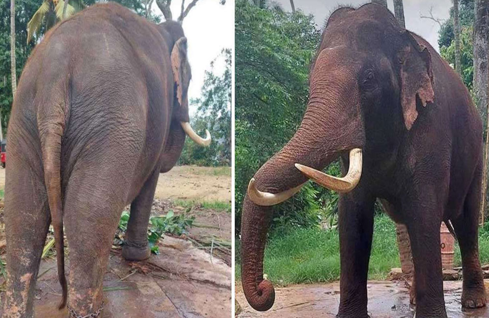 තායිලන්ත මාධ්ය වාර්තාවලින් බලධාරීන් කලබලවේ ! - තායි ඇතුන් දෙදෙනා ගැන විමර්ශනයට පශු වෛද්ය කමිටුවක්
