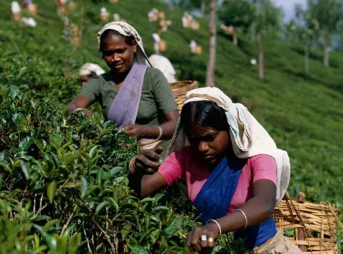 ලැයිම් කාමරවල සිටින ජනතාව කුඩා තේ වතු හිමියන් ලෙස බල ගන්වන්න - සජිත් ප්රේමදාස