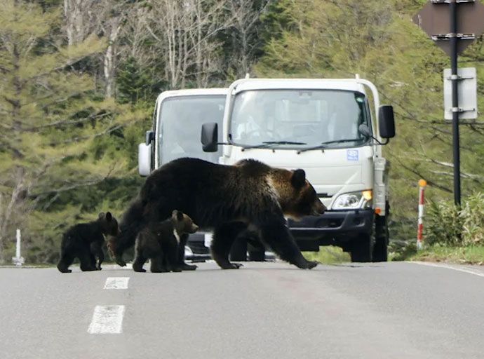 'වලසුන්ගෙන් ප්‍රවේසම් වන්න' - ජපන් යන බ්‍රිතාන්‍යයන්ට උපදෙස්