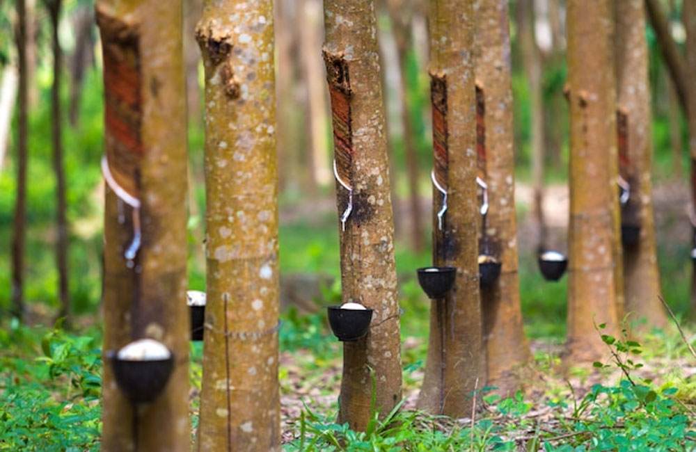 ශ්‍රී ලංකාවේ රබර් කර්මාන්තය අවදානමක