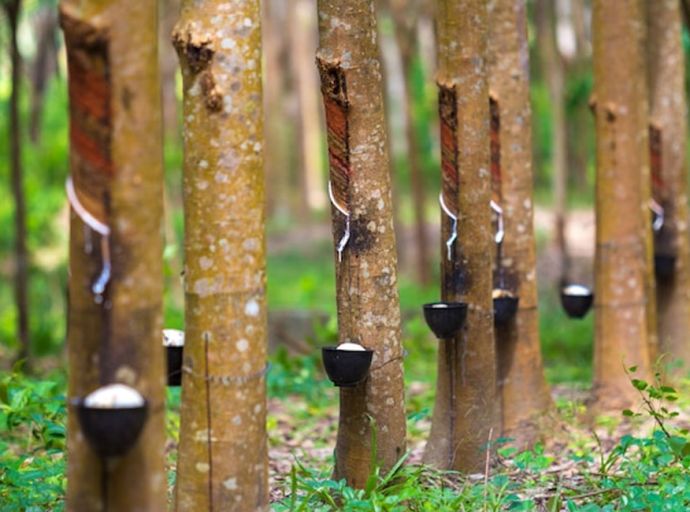 ශ්‍රී ලංකාවේ රබර් කර්මාන්තය අවදානමක