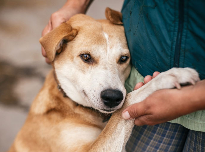 සත්ත්ව ලෝකයේ සන්නිවේදන අපූර්වත්වය