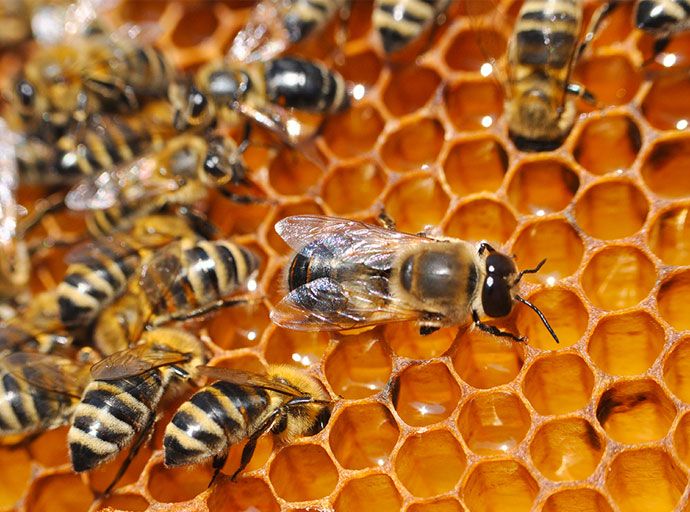 මැටි භාවිතයෙන් මී මැසි පෙට්ටියක් නිපද වූ රත්න කුමාර