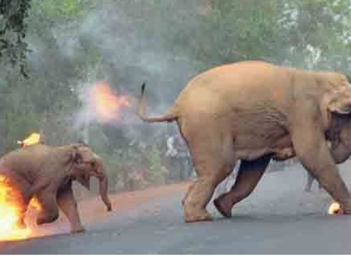 හම්බන්තොට-අනුරාධපුර අලි එළවීමේ මෙහෙයුමට රජයේ අනුමැතියක් නෑ ලු !