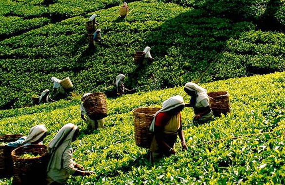 වතු ප්‍රජාව ගේ වැටුප් වැඩි කිරීම වෙනුවෙන් මේ ආකාරයට මුදල් වෙන් කිරීමේ ගැටලුවක් නෑ - සජිත් ප්‍රේමදාස