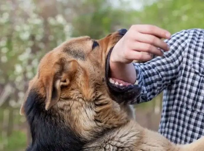 වැඩිපුරම මිනිසුන් සපා කා ඇත්තේ ගෙවල් වල ඉන්න 'බලු රාළ' ලා