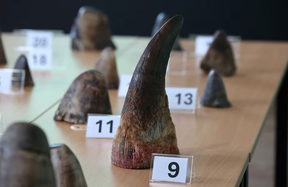 සිංගප්පූරු ඉතිහාසයේ වැඩිම රයිනෝ අං තොගය අත්අඩංගුවට