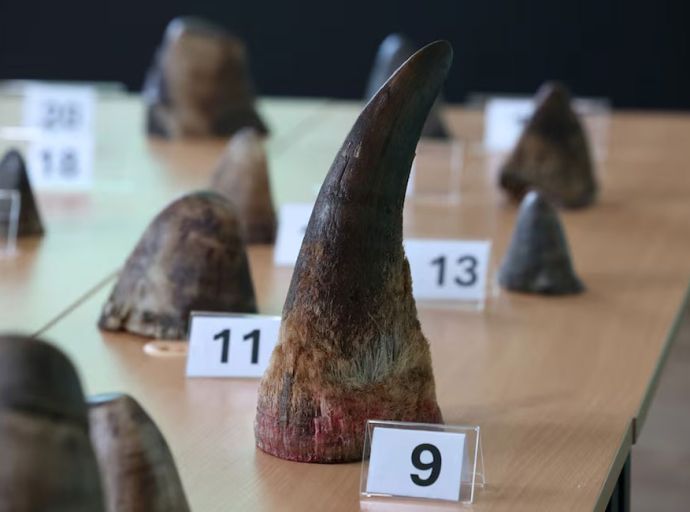 සිංගප්පූරු ඉතිහාසයේ වැඩිම රයිනෝ අං තොගය අත්අඩංගුවට