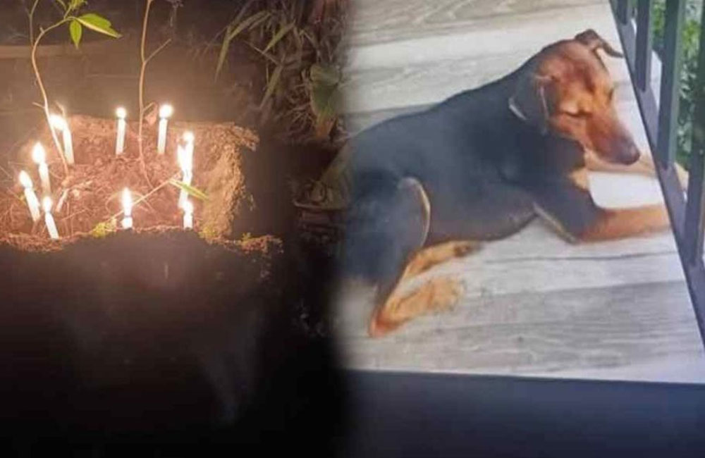 වාහනයේ හැප්පුණු වීථි සුනඛයාගේ මරණයට රිය පැදවූ කත රිමාන්ඩ්