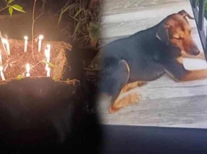 වාහනයේ හැප්පුණු වීථි සුනඛයාගේ මරණයට රිය පැදවූ කත රිමාන්ඩ්