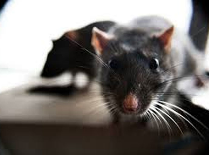  රටපුරා මී උණ පැතිර යාමේ අවදානමක්