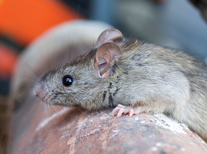 මී උණ (Leptospirosis) රෝගයෙන් ආරක්ෂා වීම සඳහා කඩිනම් වැඩ පිළිවෙළක්