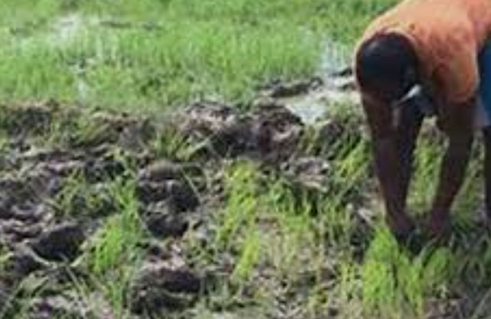 වැනසුණු වී ගොවිතැනට හොඳම විකල්පය මෙන්න