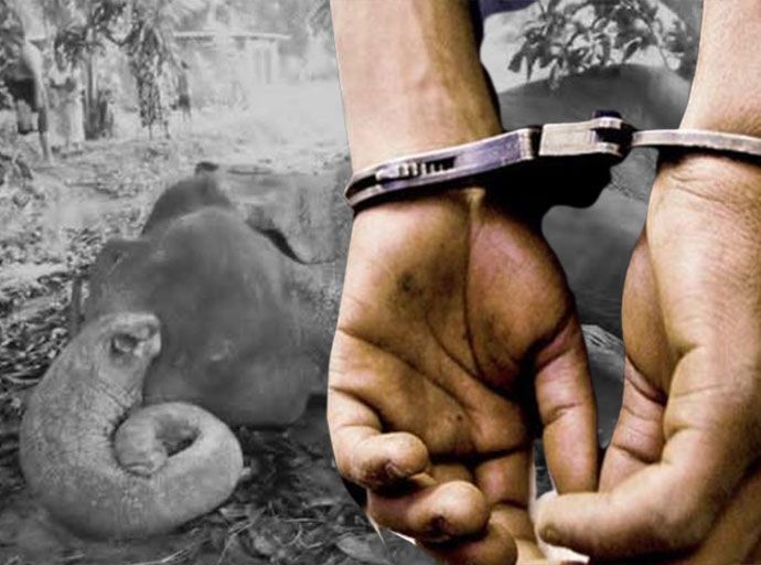 සීප්පුකුලමේ අන්ධ අලියාට ගිනි තැබීමේ සිද්ධියට 3ක් අල්ලයි