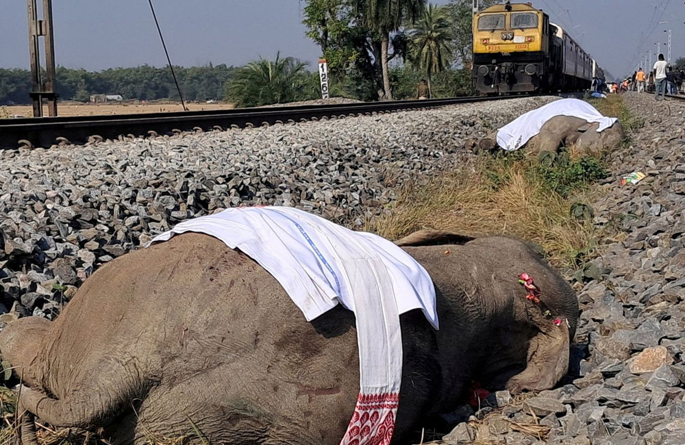 අලි අට දෙනෙකුට මරු කැඳවූ ඉන්දියාවේ දුම්රිය අනතුර