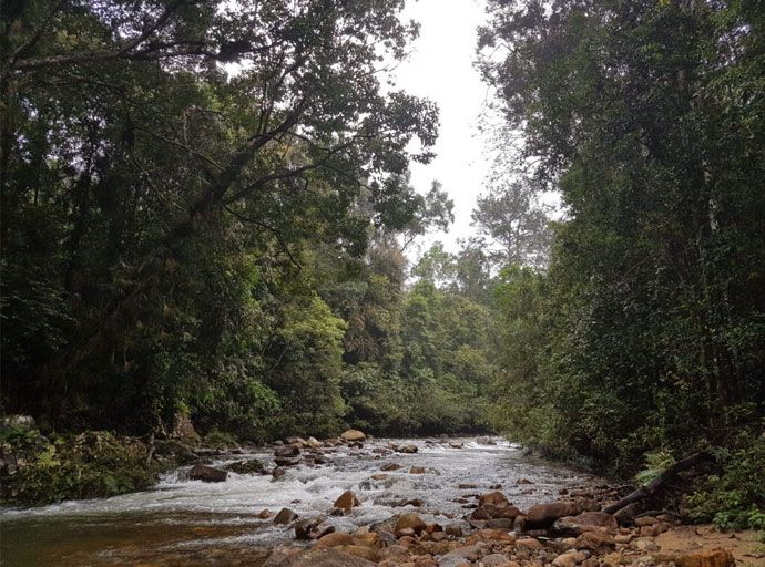 වනාන්තර සහ ජලය: හදිසි අර්බුදය වටහා ගැනීම