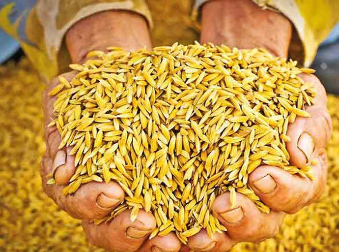 මහ කන්නයේ වී මිලදී ගන්න අඩු පොලියට ණයක්