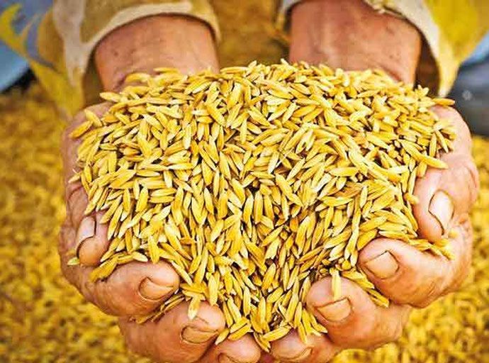 මහ කන්නයේ වී මිලදී ගන්න අඩු පොලියට ණයක්