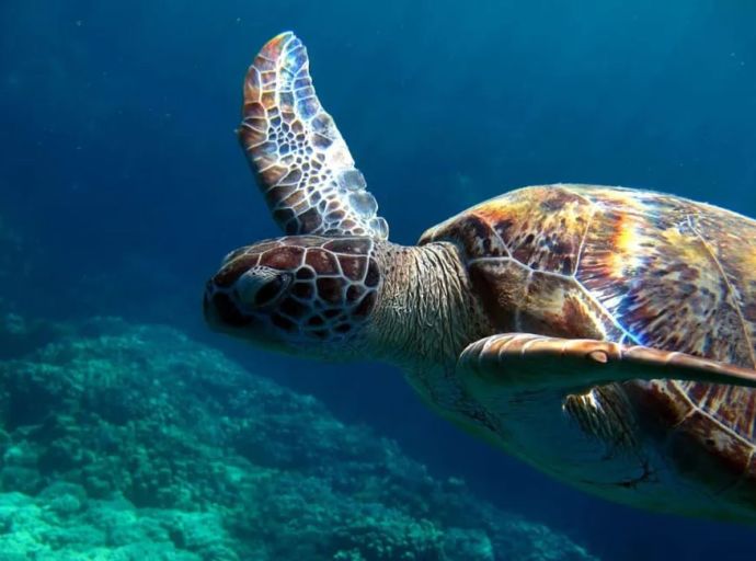 සාගරය සහ සාගර ජීවීන් ආරක්ෂා කිරීමේ 'BBNJ' ගිවිසුම බලාත්මක කෙරේ