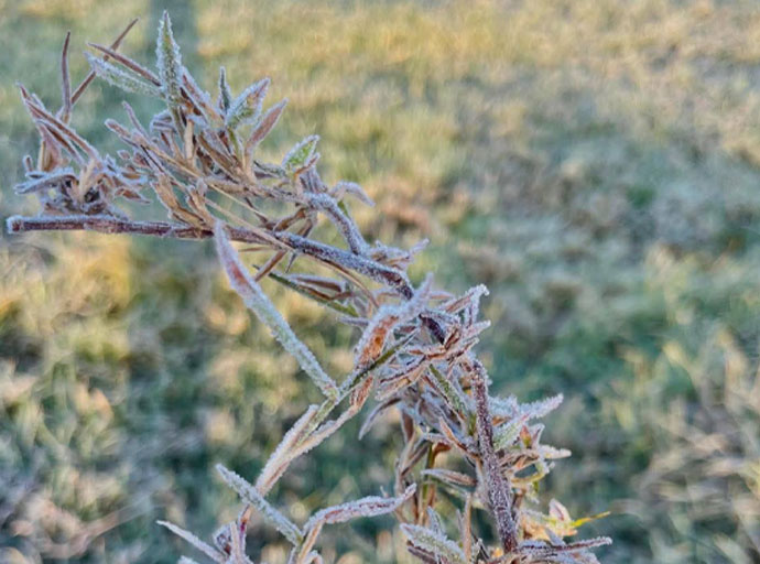 සුන්දර නුවරඑළියට මල්තුහින