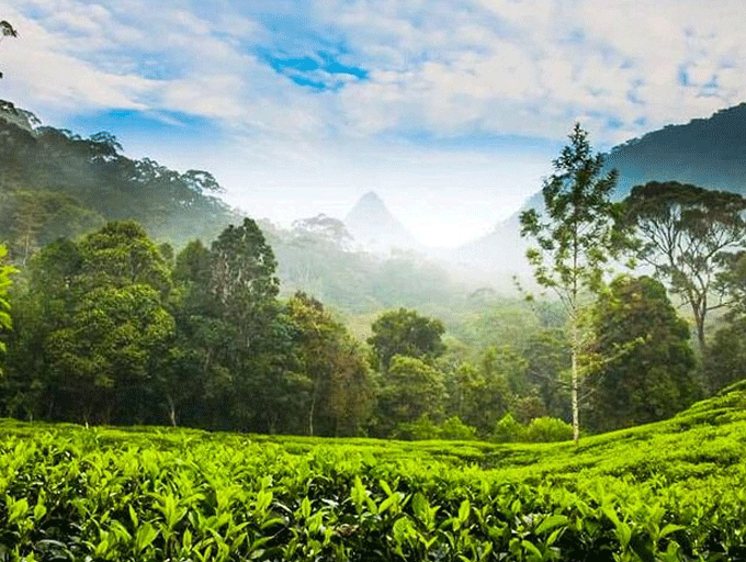 ජනතා වතු සංවර්ධන මණ්ඩලයේ තේ වගා නොකරන ඉඩම් කොටසක් පාරිසරික කලාපයක් ලෙස නම් කිරීමේ යෝජනාවක්