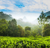 ජනතා වතු සංවර්ධන මණ්ඩලයේ තේ වගා නොකරන ඉඩම් කොටසක් පාරිසරික කලාපයක් ලෙස නම් කිරීමේ යෝජනාවක්