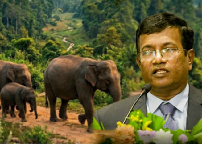 අලි කොරිඩෝ 3ක් මේ වන විට නිදහස්, ඉතිරි කොරිඩෝත් හැකි ඉක්මනින් නිදහස් කරනවා - නියෝජ්‍ය අමාත්‍ය ඇන්ටන් ජයකොඩි