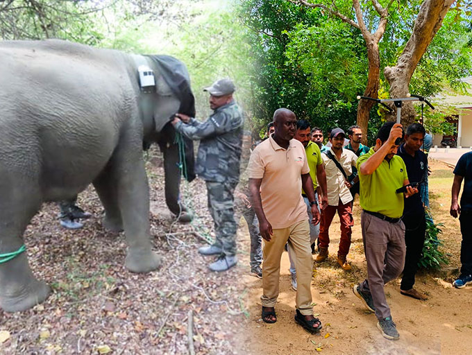 ලෝක වන අලි දිනය නිමිත්තෙන් වන අලින් 60කට රේඩියෝ කරපටි!