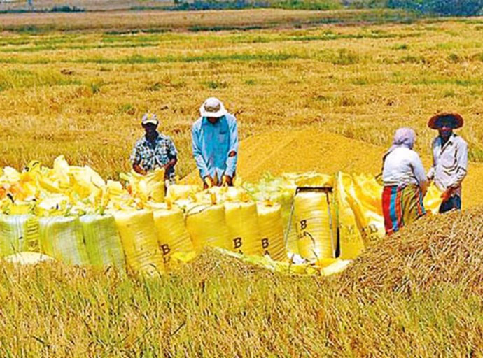 මේ වසරේ (2026) යල කන්නයේ වී අස්වනු මිලදී ගැනීමට කඩිනම් රජයේ වැඩපිළිවෙළක්