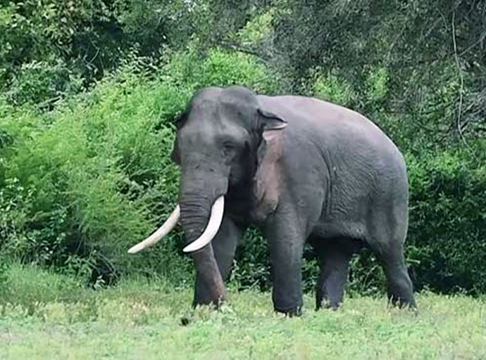 වෙඩි වැදී ඇතැ‍යි සැක කෙරෙන කාවන්තිස්ස ඇතුට ප්‍රතිකාර පමා ඇයි?