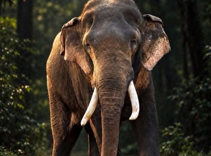 අලි රජුන් රැකීම රජයේ වගකීමක් | මහාචාර්ය ප්‍රදිප්  වීරසිංහ