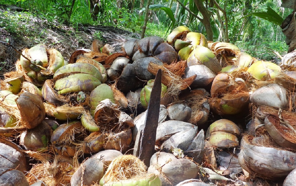 දේශීය පොල් ආශ්‍රිත කර්මාන්තකරුවන් ඒකරාශීවීම අඩපණ කිරීමට විදේශීය සමාගම් සැරසේ !