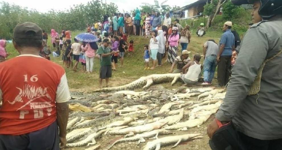 httpwww.channelnewsasia.comimage1053441016x9991529ab6b31a27459740e1f1a33e5bb60d35hOindonesia crocodiles slaughtered