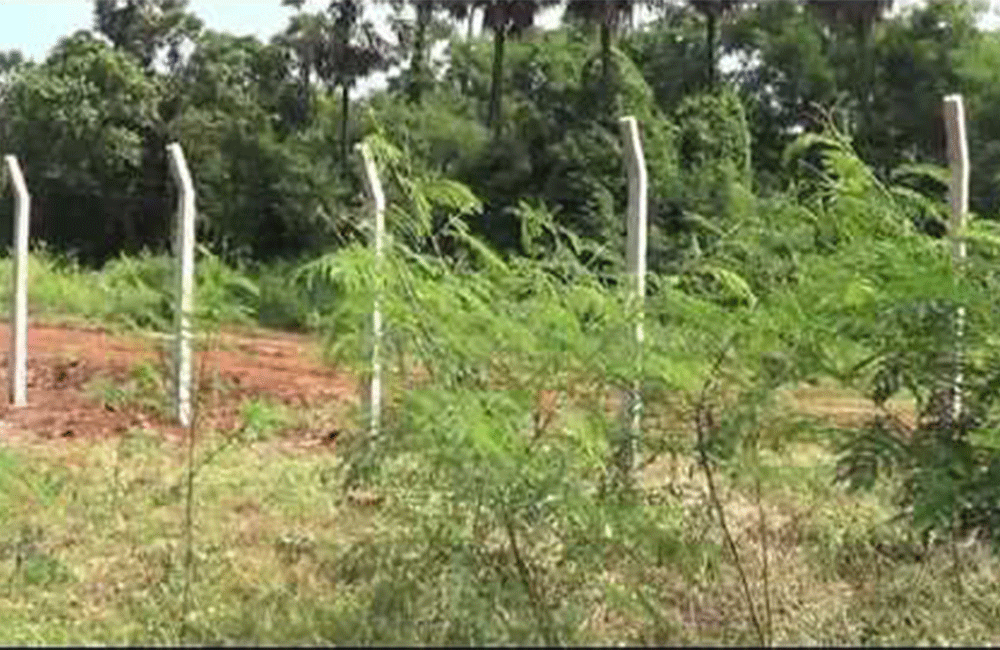 රජයේ ඉඩම් අක්කර 75000ක් : දේශපාළුවන් නීති විරෝධීව අල්ලාගෙන