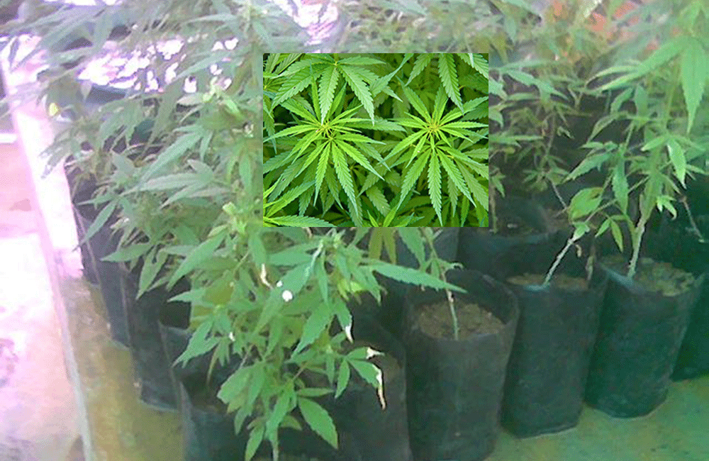 ලයිෂන් සහිතව ගංජා වවන්න ආණ්ඩුව සුදානම් !