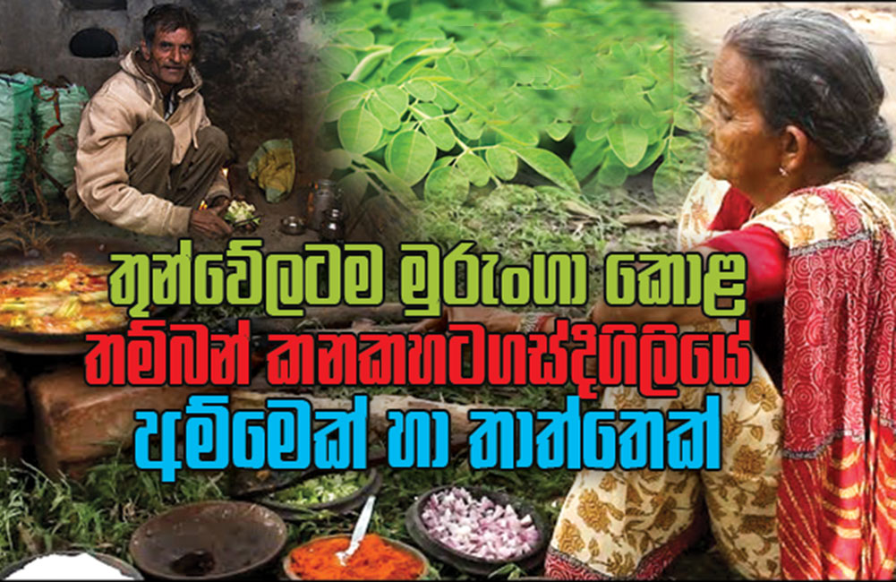 මුරුංගා කොළ කා ජීවත්වූ කතාවත් බොරුවක් !