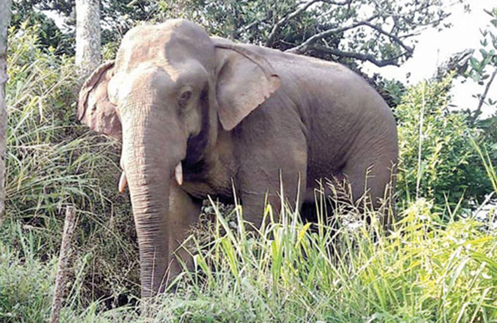 සිංහරාජයේ අලි මාරුව නවතී !