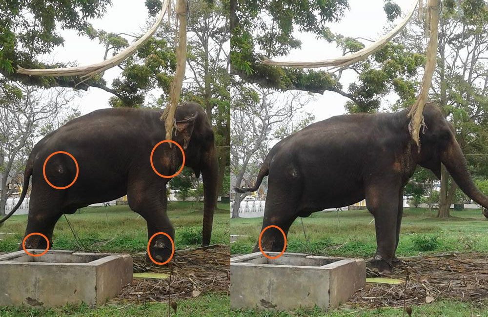 දෙවිනුවර ශ්‍රී විෂ්ණු දේවාලයේ අම්බරුවනි : බලන් ඇස් හැර කලණ විඳින දුක !