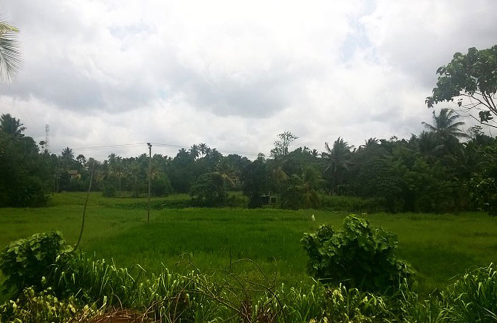 රජයේ ඉඩම් අක්කර 9998ක් හොරෙන් විකුණූ  කෙරුමා මෙන්න !