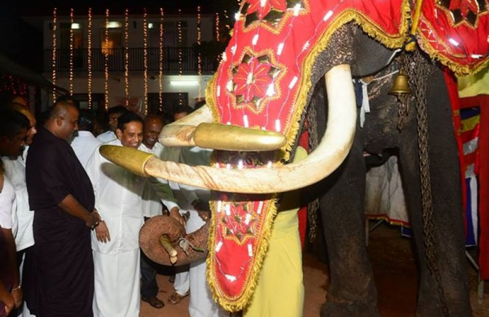 සිහල රාවය : සුවපතිව  අගයයි !