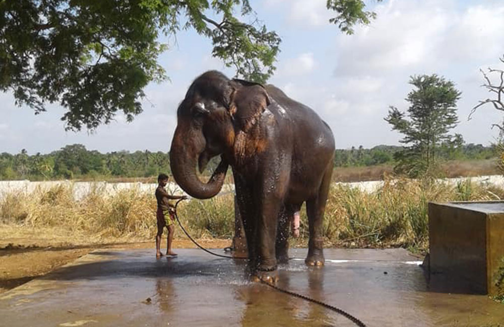 කලනට දැන් සුවයි: දයා ඒ වැඩේ නියමයි !