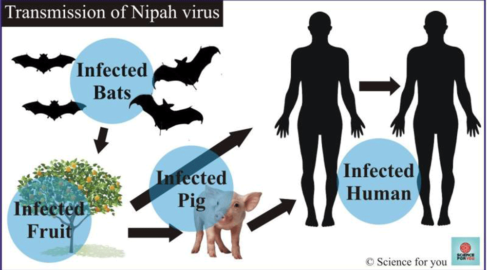 Nipah virus confirmed in kerala