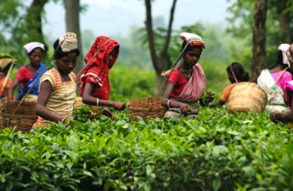 වතු කම්කරු වැටුප් වැඩිවන ගැසට් පත්‍රය අත්හිටුවයි !