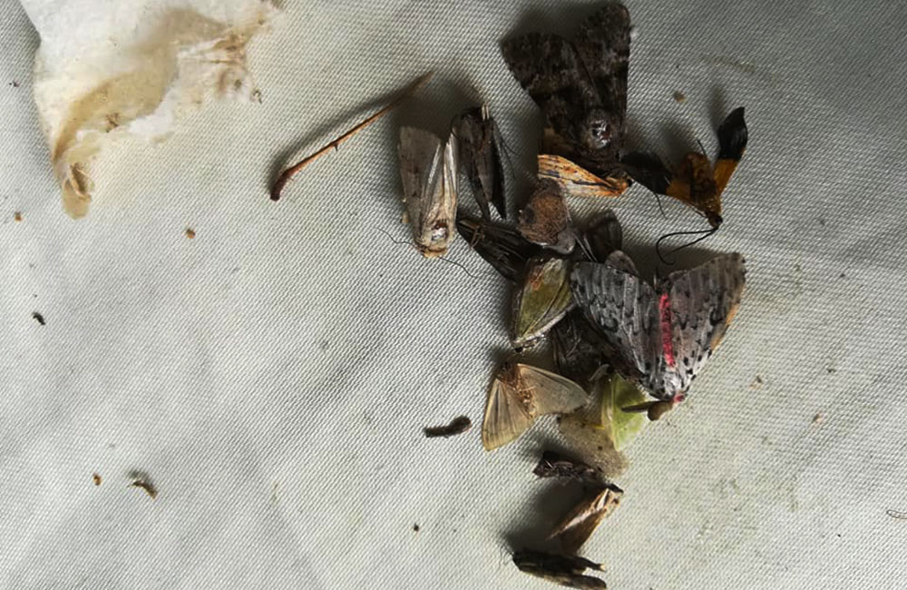 සිංහරාජයේදී ඇල්ලුවේ ජාන මංකොල්ලකරුවන්ද ?