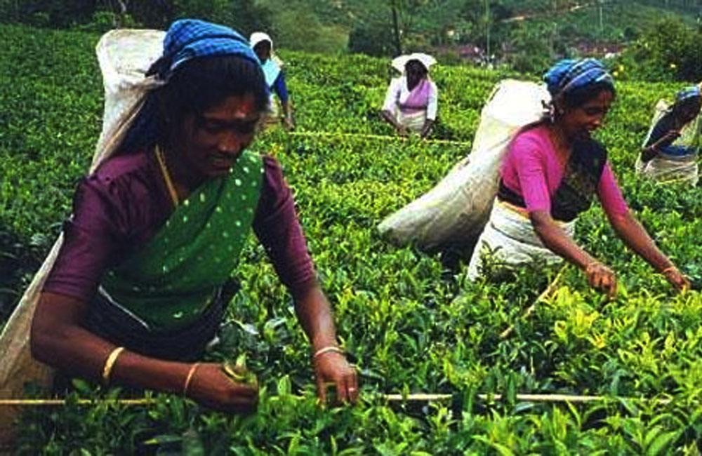 වතු සේවක වැටුප වැඩි කිරීමට කැබිනට් අනුමැතිය