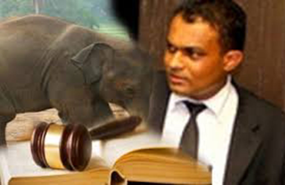 තිළිණගේ අලි ප්‍රශ්නය : අභියාචනාධිකරණය පෙත්සම ඉවත දමයි !