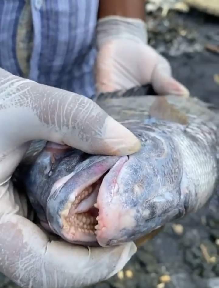 222dbcc5 12b4 40bd 8633 6ef14494de21