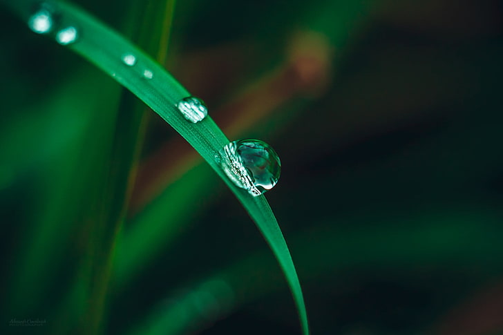 macro nature water water drops wallpaper preview